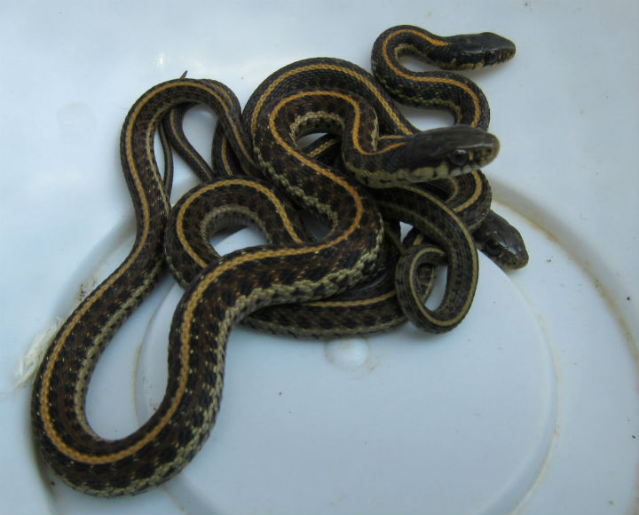 Coast Garter Snakes